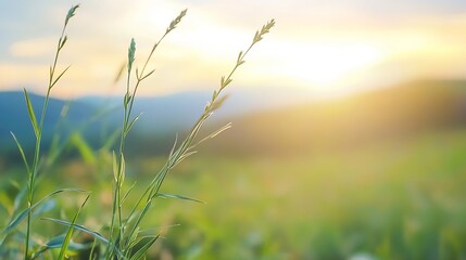Closeup of grass blades illuminated by soft sunlight creating a dreamy atmosphere in a lush green field : Generative AI