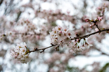 桜