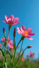 Fototapeta premium Anagiraceae flowers in full bloom against a blue sky, plant, wildflowers