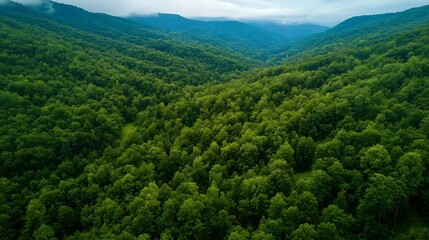 Aerial view of expansive green forested valley with lush trees and rolling hills under cloudy sky : Generative AI