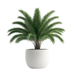 Obraz premium Lush Green Palm Plant in White Pot Minimalist Design