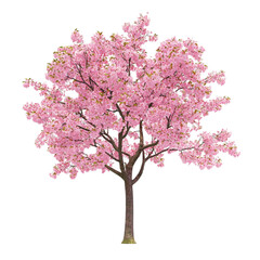 Fototapeta premium Pink Cherry Blossom Tree Spring Nature Abstract Art,