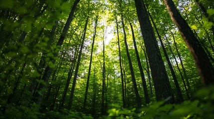 Obraz premium Lush green forest with tall trees creating a vibrant canopy for nature lovers : Generative AI