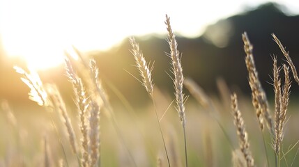 Fototapeta premium Sunlight Glinting on Tall Grass Gently Swaying in the Breeze at Dusk : Generative AI