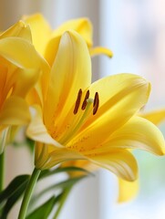 Obraz premium Beautiful closeup of vibrant yellow lilies in a soft light setting providing a warm and inviting atmosphere : Generative AI
