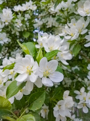 Fototapeta premium the tree blooms with bright flowers, illuminated by the light of lanterns at dusk