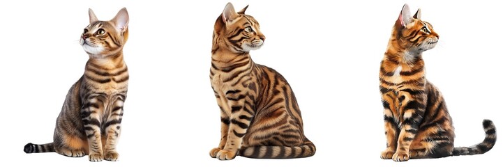 Fototapeta premium Collection of cats isolated on transparent background. PNG. Generated AI.