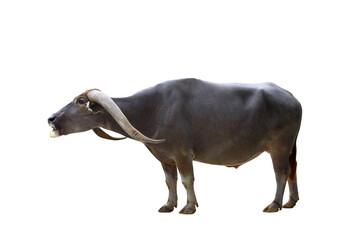 Beautiful buffalo isolated on transparent background png file