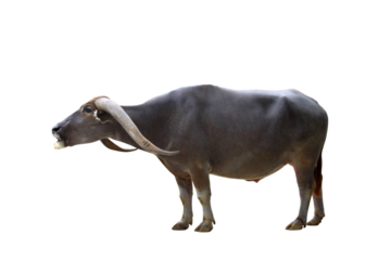 Beautiful buffalo isolated on transparent background png file