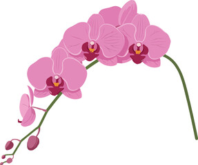 Pink orchid flower branch in minimalist style showcasing delicate petals and graceful curves in vibrant hues, elegant vector illustration