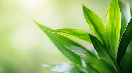 Obraz premium Close up shot of vibrant green leaves with soft focus background creating a natural and tranquil atmosphere : Generative AI