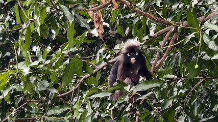 Dusky Leaf Monkey (Spectacled Langur) Perched on a Tree in Lush Green Foliage