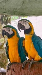  Pair of Vibrant Blue-and-Yellow Macaws Perched Together in Tropical Environment