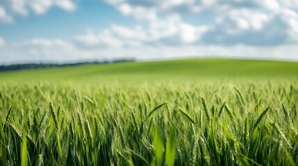 Lush green wheat field under a bright blue sky with fluffy clouds in the background : Generative AI