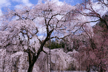 日本：清雲寺／支柱で支えられた桜の枝【桜の名所】埼玉県秩父市・４月