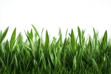 Obraz premium Close-up of green grass border with fresh green leaves, isolated on a white background, evoking a spring or summer nature concept.