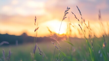 Naklejka premium Graceful grass blades swaying gently in the evening light during a serene sunset : Generative AI
