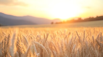Naklejka premium Golden Wheat Field Under Warm Sunrise Sky with Mountains : Generative AI