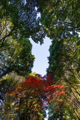 Fototapeta premium Une scène automnale dans un parc de Tokyo près de Harajuku, où des arbres colorés créent une atmosphère vibrante et sereine.