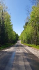 Sunny road through spring forest