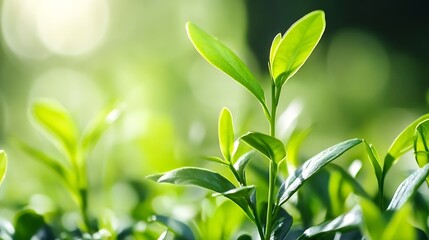 Obraz premium Close up of fresh green tea leaves with dew drops in a bright atmosphere showing natural growth and vitality : Generative AI