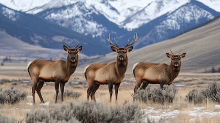 Obraz premium Three majestic deer standing gracefully in a picturesque mountain landscape : Generative AI