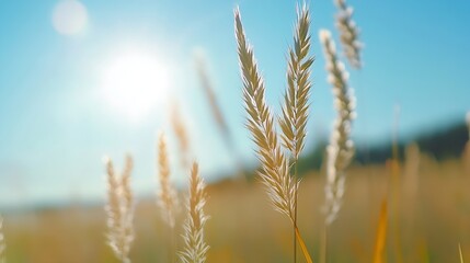 Fototapeta premium Golden grass swaying in sunlight under a clear blue sky for serene outdoor scenery : Generative AI