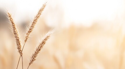 Obraz premium Close up of wheat sheaves golden grass swaying in the gentle breeze at sunset : Generative AI