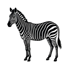 Zebra silhouette isolated on white background