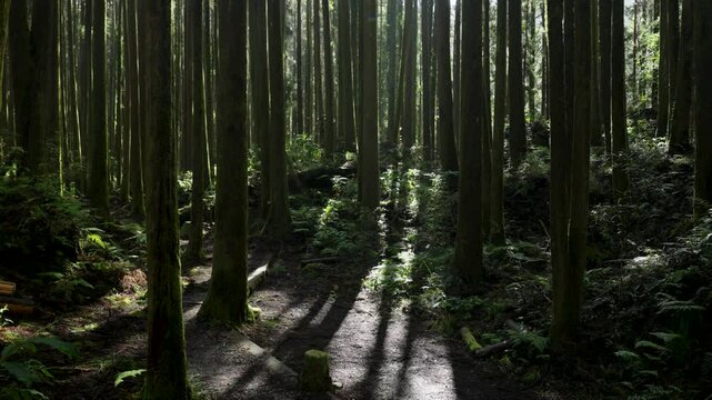 Hiking trail going through green forest in Alishan mountain, Taiwan.