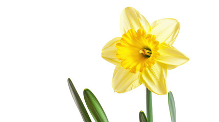 Yellow daffodil blooming with transparent background © Sandra