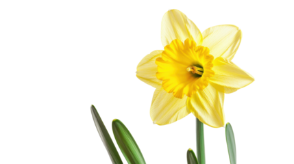 Yellow daffodil blooming with transparent background