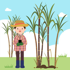 sugarcane plant