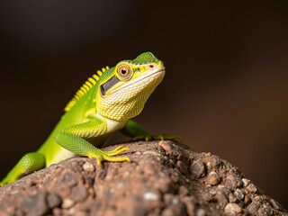 Fototapeta premium Close up of green lizard with yellow markings on rock in focused expression, wildlife, focused expression