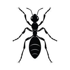 Ant silhouette isolated on white background