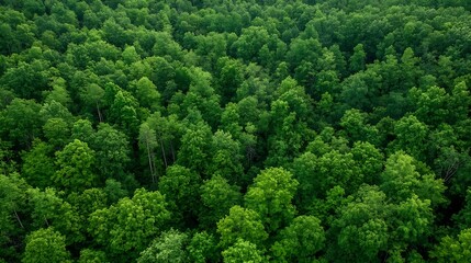Naklejka premium Aerial view of lush green forest showcasing dense tree cover and natural beauty : Generative AI