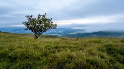 Lone tree standing in a tranquil grassy meadow beneath a cloudy sky with misty mountains in the distance : Generative AI
