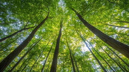 Fototapeta premium Lush green forest canopy viewed from below showcasing vibrant tree tops : Generative AI