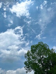 Obraz premium Clouds drift across a blue sky while a large green tree stands tall in a peaceful landscape during midday