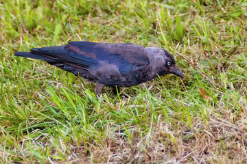 Bird The European - Corvus monedula in the meadow