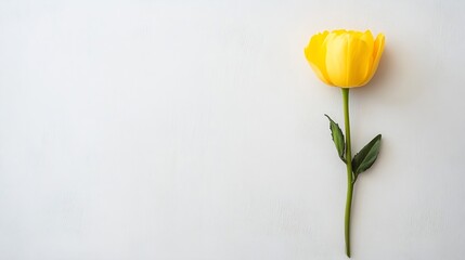 A bright yellow tulip with green leaves elegantly placed on a clean white background highlighting its beauty : Generative AI