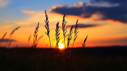 Naklejka premium Beautiful sunset illuminating tall grass silhouettes with vibrant colors against a dramatic sky backdrop : Generative AI