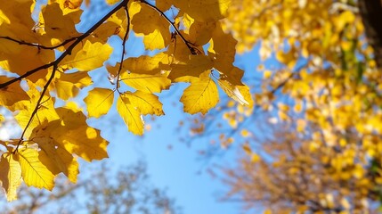 Fototapeta premium Vibrant closeup of bright yellow autumn leaves against a clear blue sky reflecting seasonal beauty : Generative AI