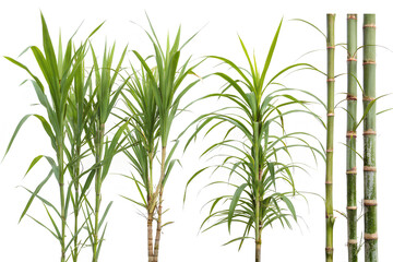 Fototapeta premium Different angles Sugar cane stalks, on white background