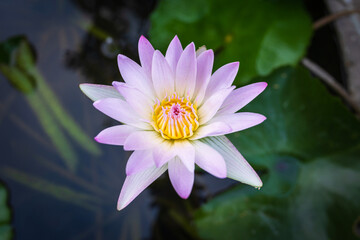 Close-up of the beautiful Pink Lotus flower in blooming, pink water lily in the Summer Lotus Pond