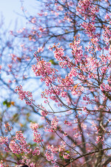Cherry flower with a pink sakura Prunus cerasoides or Wild Himalayan Cherry,Giant tiger flower and blue sky in Phu Lom Lo ,Phetchabun, Thailand.