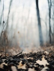 Closeup of a forest floor capturing fallen leaves and twigs in a misty atmosphere : Generative AI