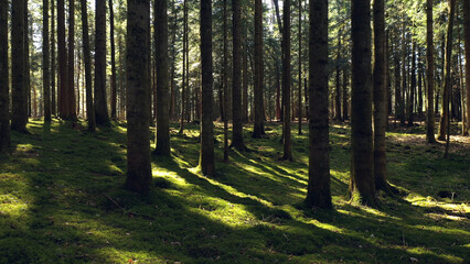 Fototapeta premium Magic green sunny forest tree landscape.