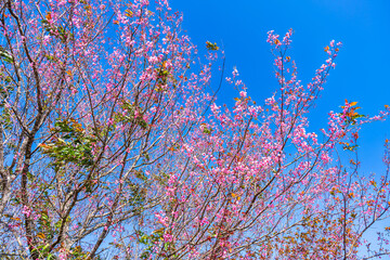 Cherry flower with a pink sakura Prunus cerasoides or Wild Himalayan Cherry,Giant tiger flower and blue sky in Phu Lom Lo ,Phetchabun, Thailand.