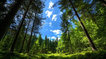 Fototapeta premium Lush Green Forest Under Bright Blue Sky with Tall Trees and Fluffy Clouds : Generative AI